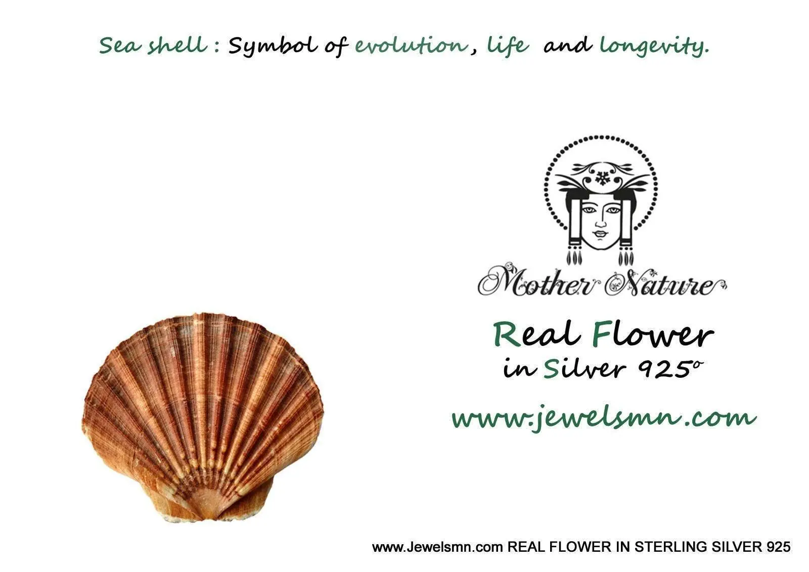 Seashell Pendant Necklace: Natural Silver Shell - Sterling Chain - Image 5